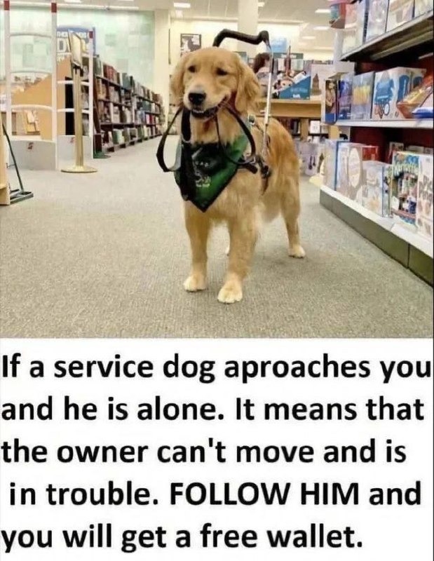 ﻿If a service aproaches youl and he is alone. It means that the owner can’t move and is in trouble. FOLLOW HIM and you will get a free wallet: dog