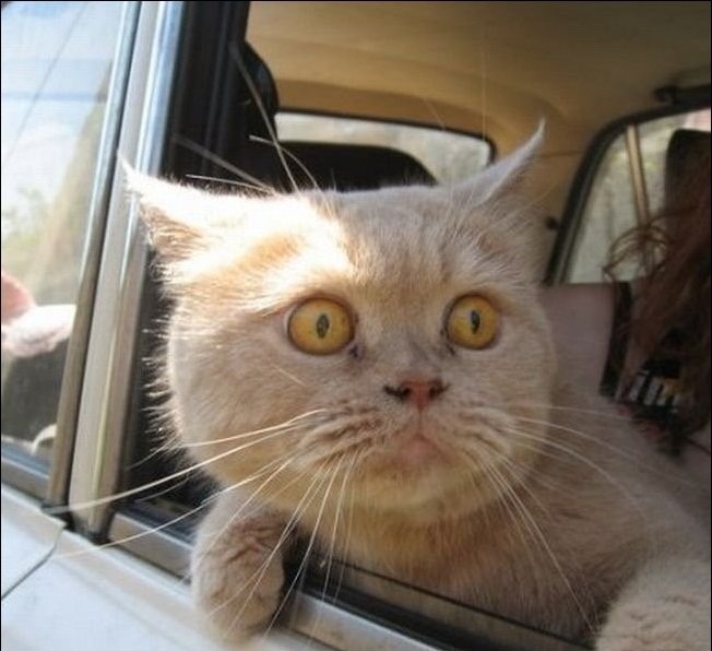 When Felix saw them pulling into the Vet’s parking lot he knew the fix was in! - meme