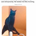 They never had an interaction with a cat before