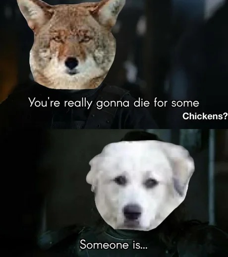 Noble dogs - meme
