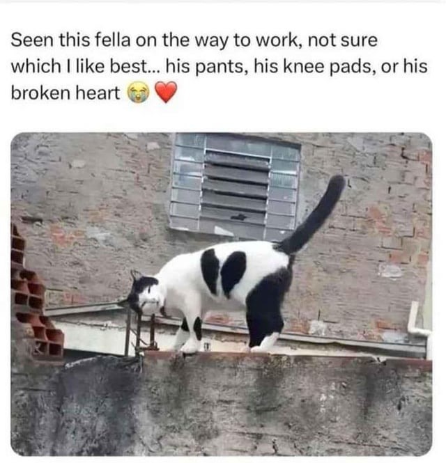 cat with pants - meme