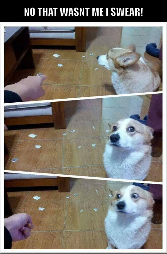 Guilty dog - meme