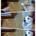 Guilty dog