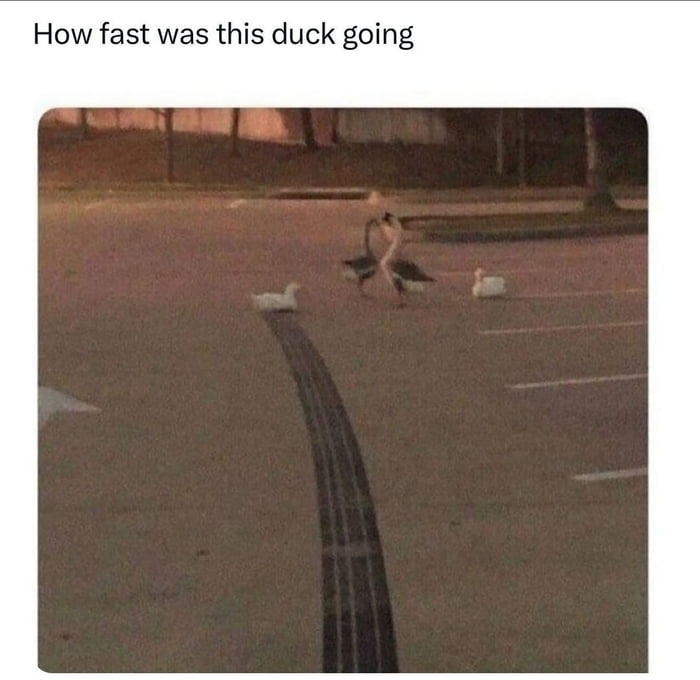 Ducking fast - meme