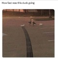 Ducking fast