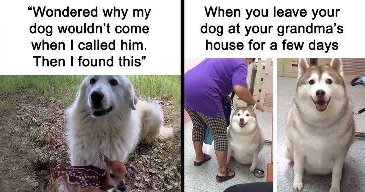 What the - meme