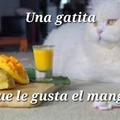 Ya estoy cansado de esa canción :fuu:, ¿cuándo han visto a un gato comer mango :darkstare: