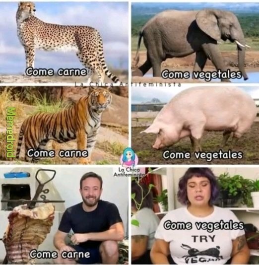 XD - meme