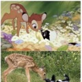Bambi is real