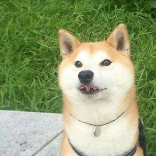 This is my doge - meme