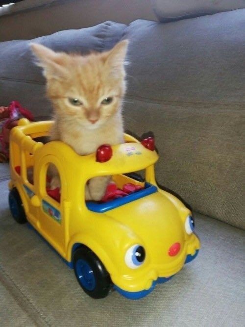 Has visto muchos memes hoy descansa un poco viendo a este gato en un carro
