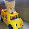 Has visto muchos memes hoy descansa un poco viendo a este gato en un carro