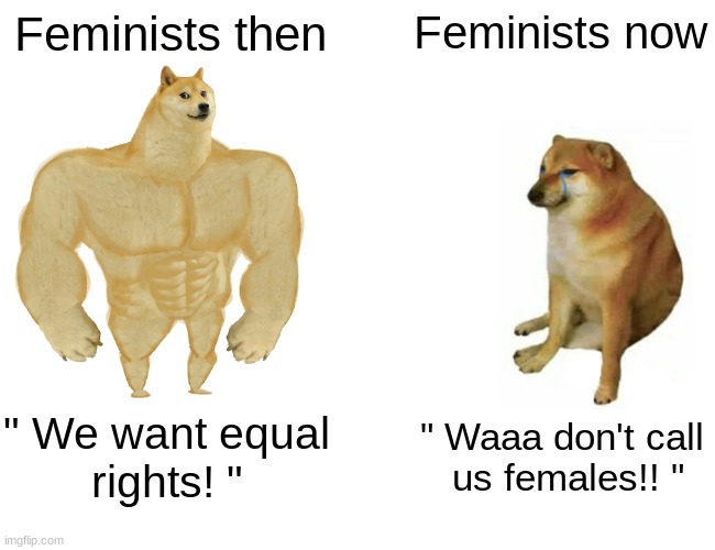 Feminism has gone to shit - meme