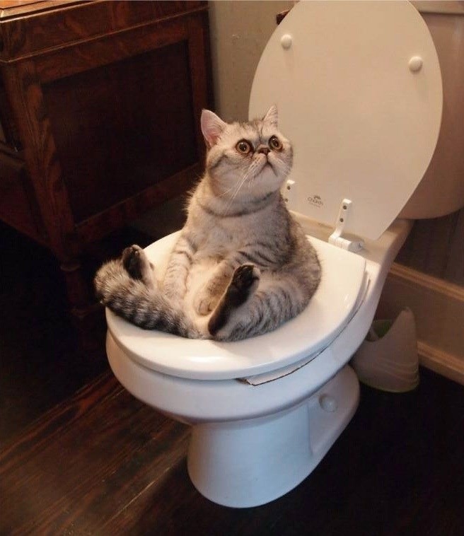 Toilet cat - meme