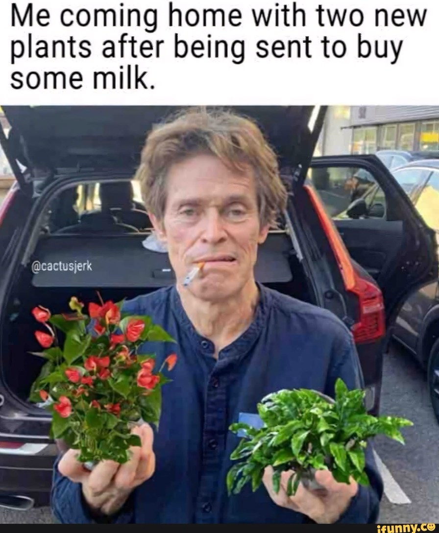 Went out for milk, came home with new plant children - meme