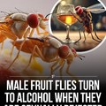 Researchers have identified a link in male fruit flies where sexual rejection is associated with a higher tendency to seek solace in alcohol.