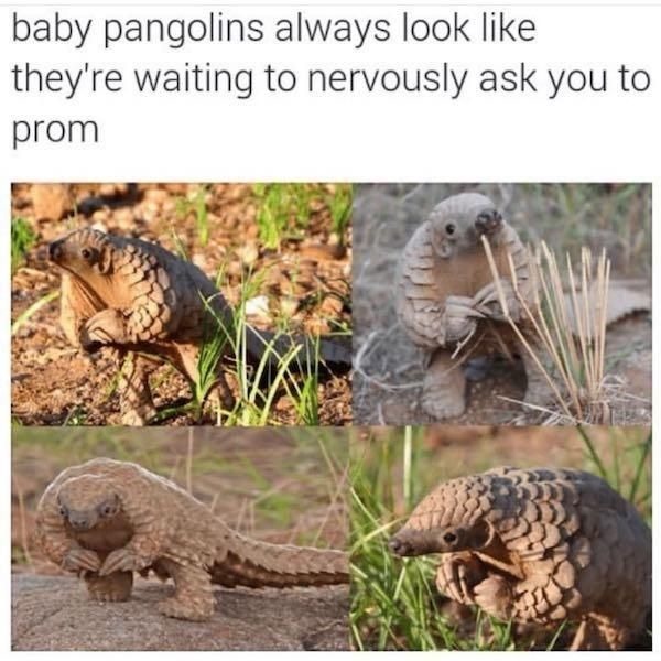 Baby pangolins - meme