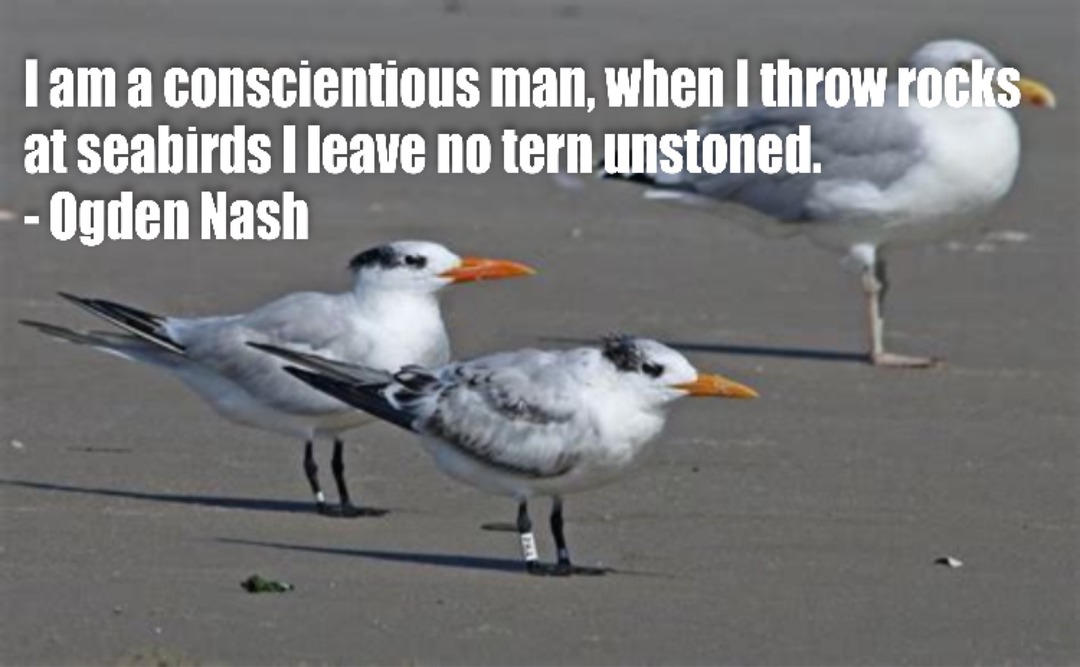 Ogden Nash - He leaves no tern unstinted. - meme