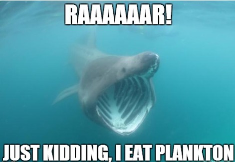 Basking shark :) - meme