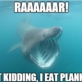 Basking shark :)