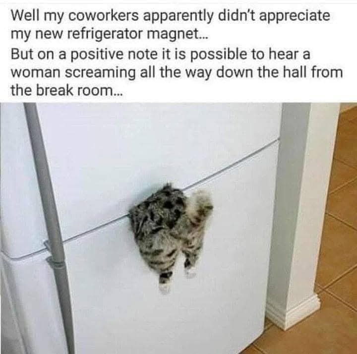 Slam cat - meme