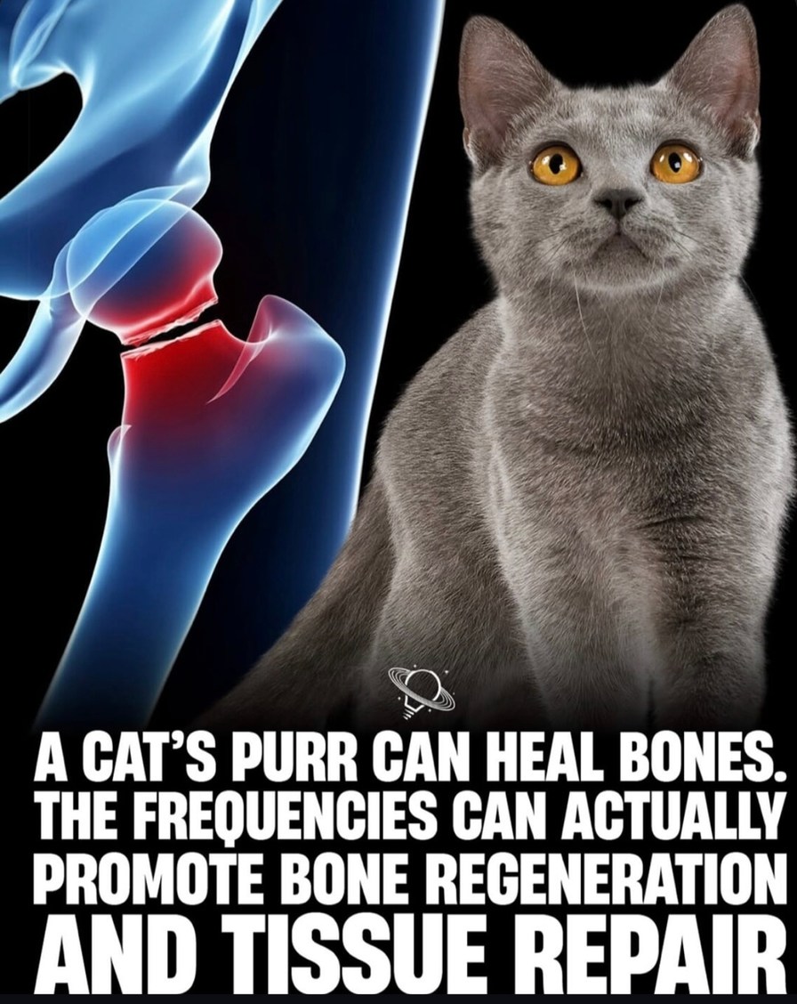 Cat purrs are basically built-in healing devices - meme