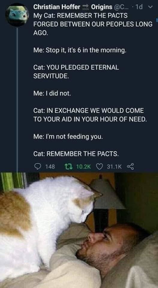 The cat remembers the pact. I just want to sleep - meme