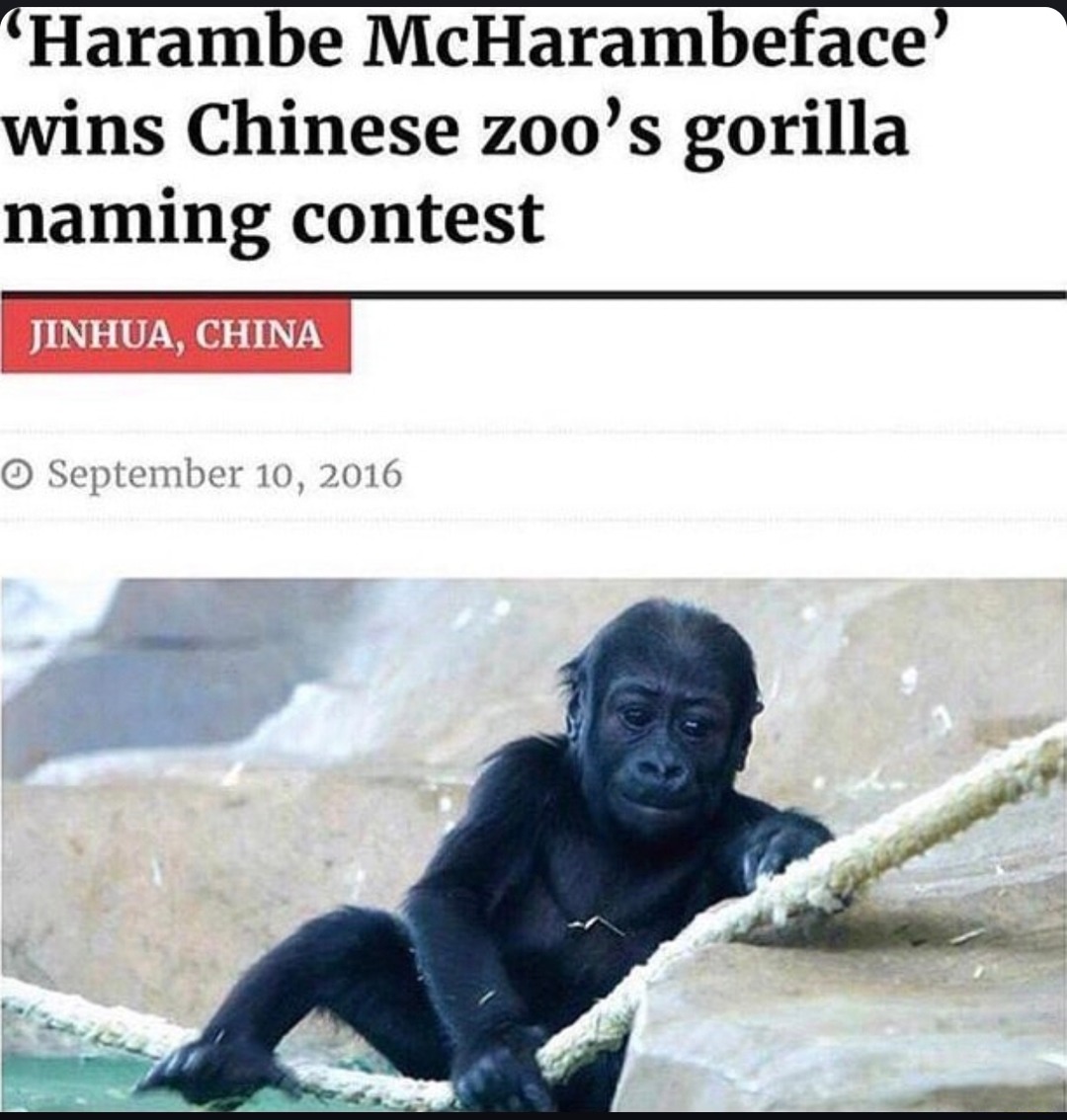 Harambe McHarambeface wins gorilla name contest in China - meme