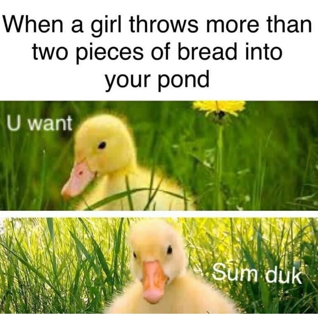 Gimmi the duck - meme