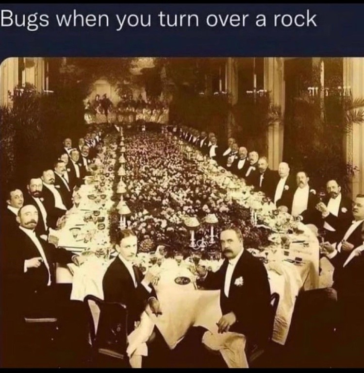 bugs - meme