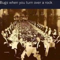 bugs