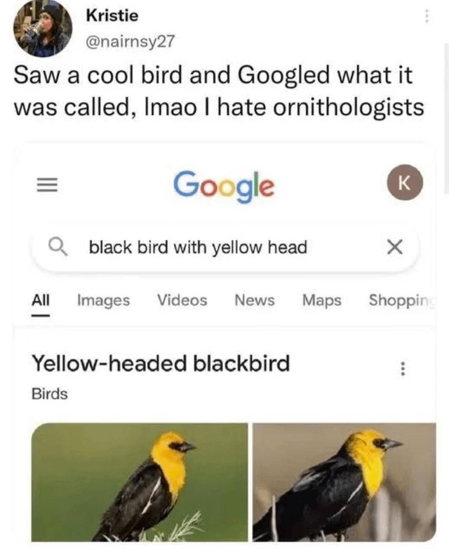 Perfect name for the bird - meme