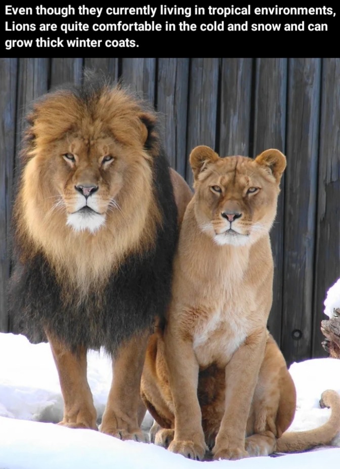 Ancient lions probably inhabited cold areas then migrated to Africa - meme