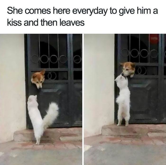 She visits every day just to kiss him and leave. Real love - meme