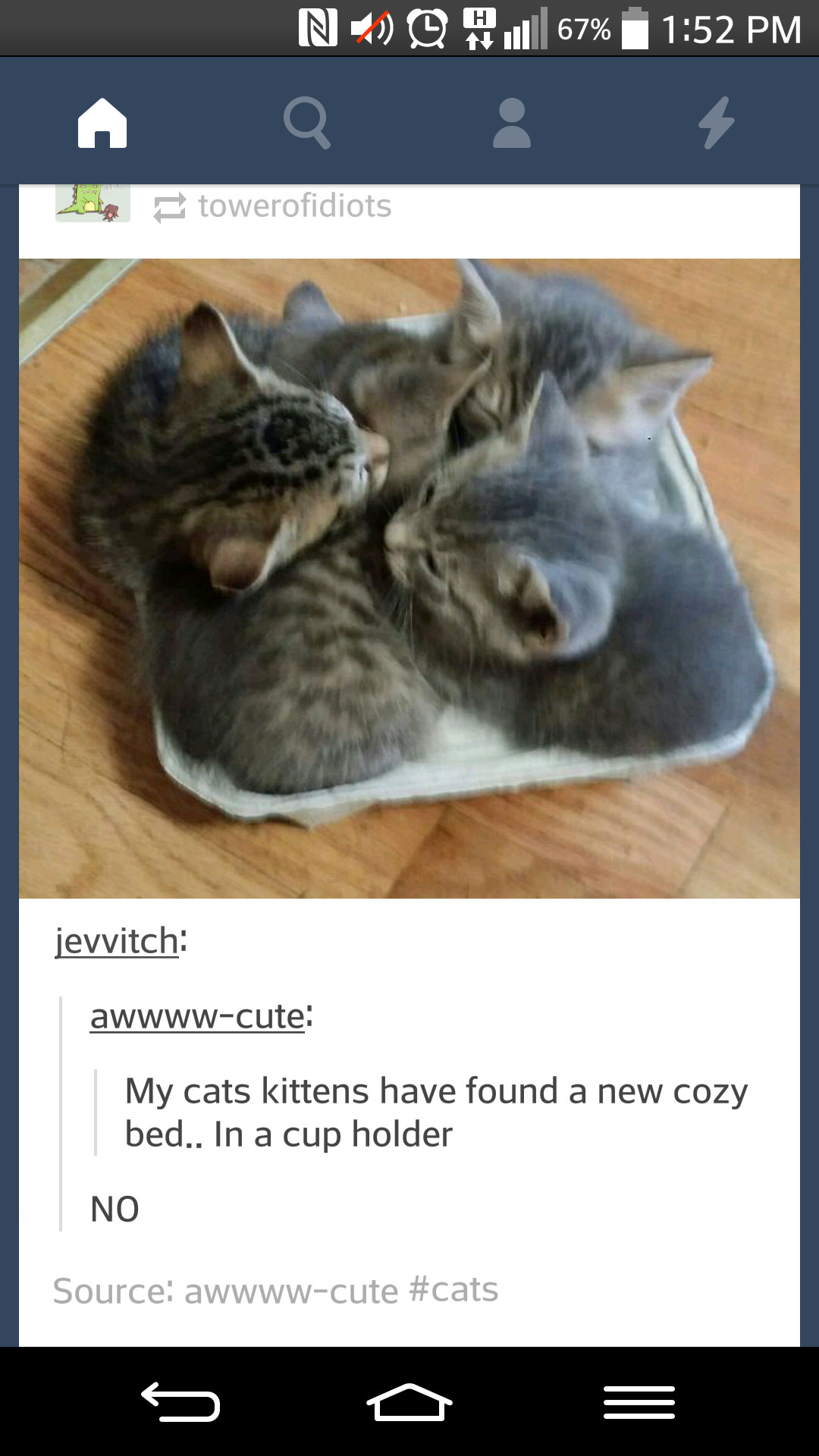 Kittens*-* - meme