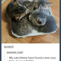 Kittens*-*