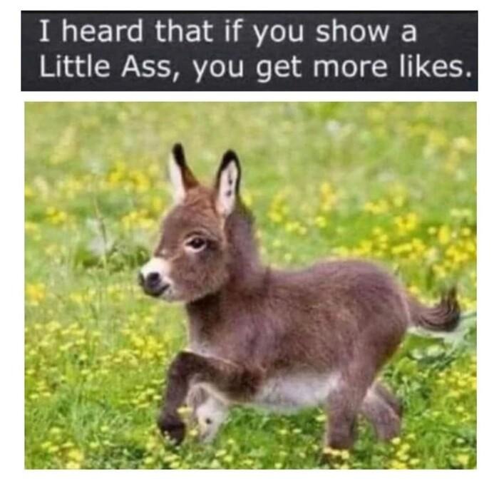 Ass means donkey you wierdo - meme