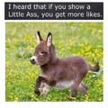 Ass means donkey you wierdo
