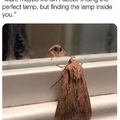 moth self reflection