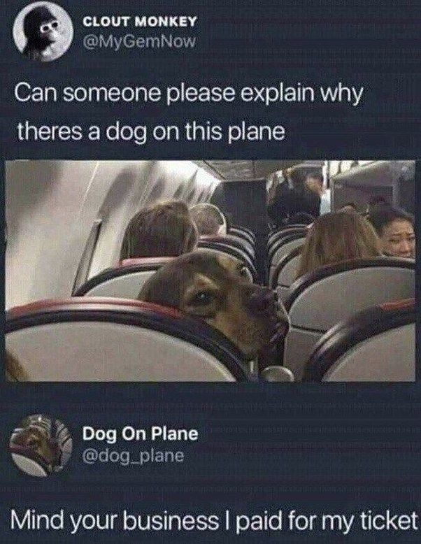 funny tweet about a dog