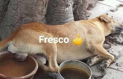 FrescO - meme