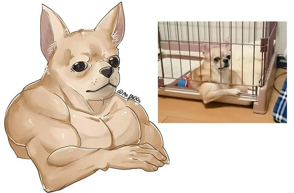 Chihuahua meme picture.