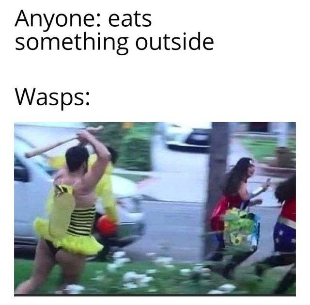 Fucking wasps - meme