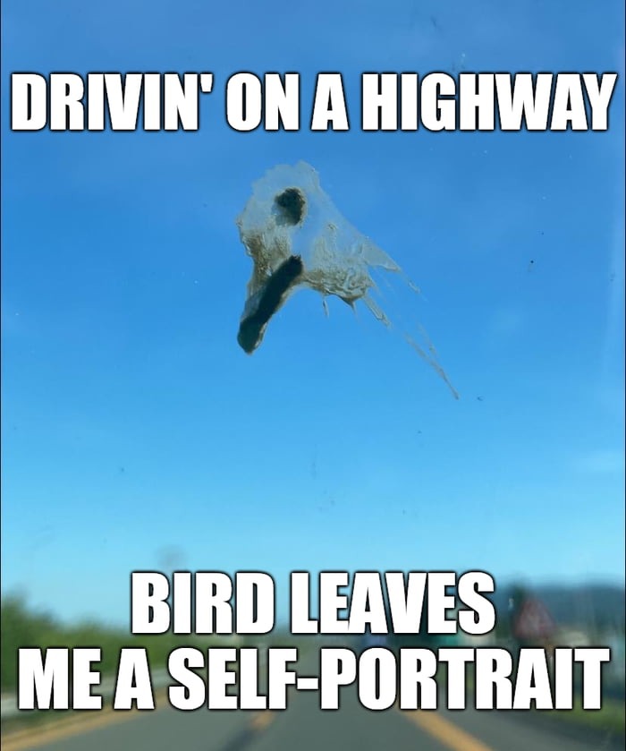Bird's self-portrait - meme