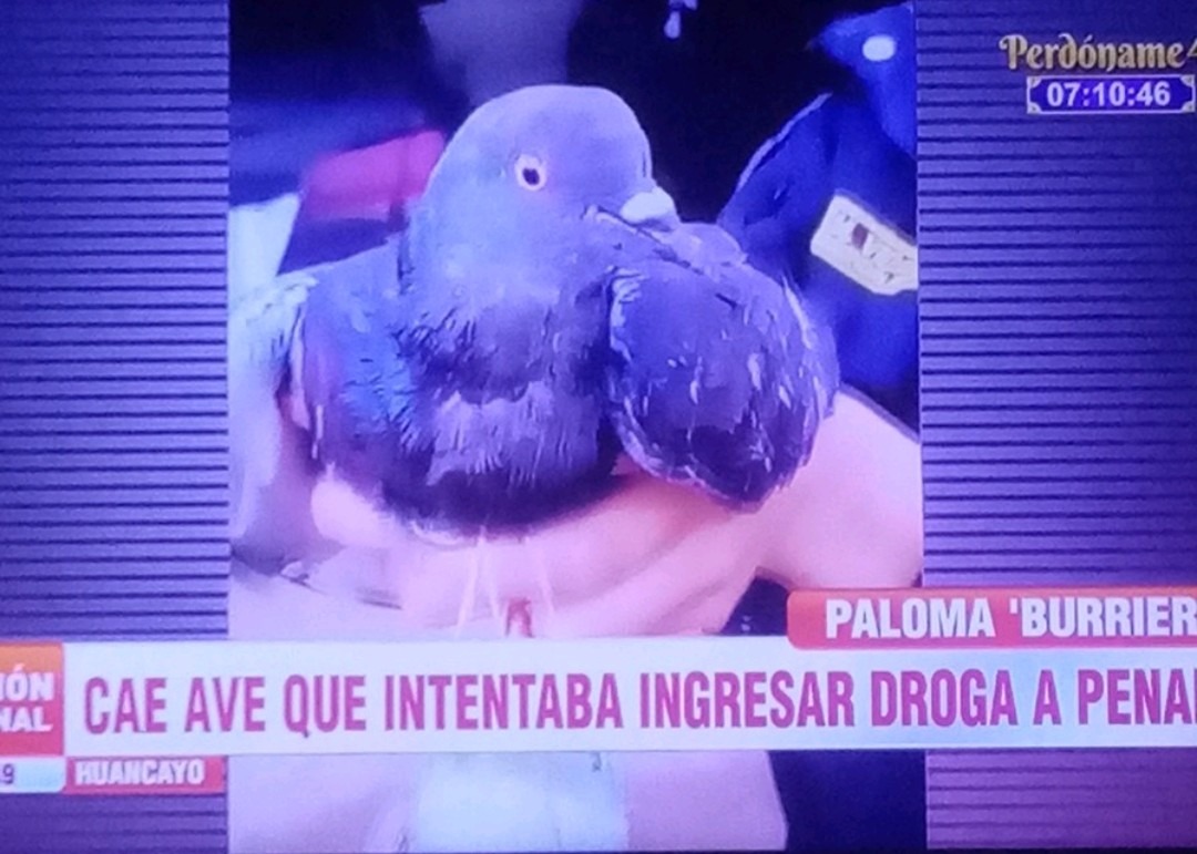 Paloma Colombia edition - meme