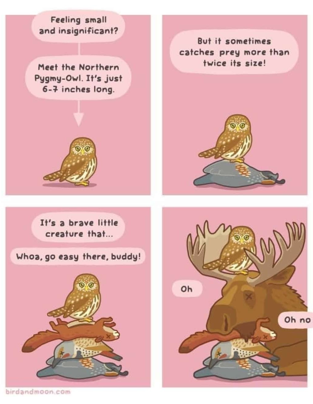 Little brave owl - meme