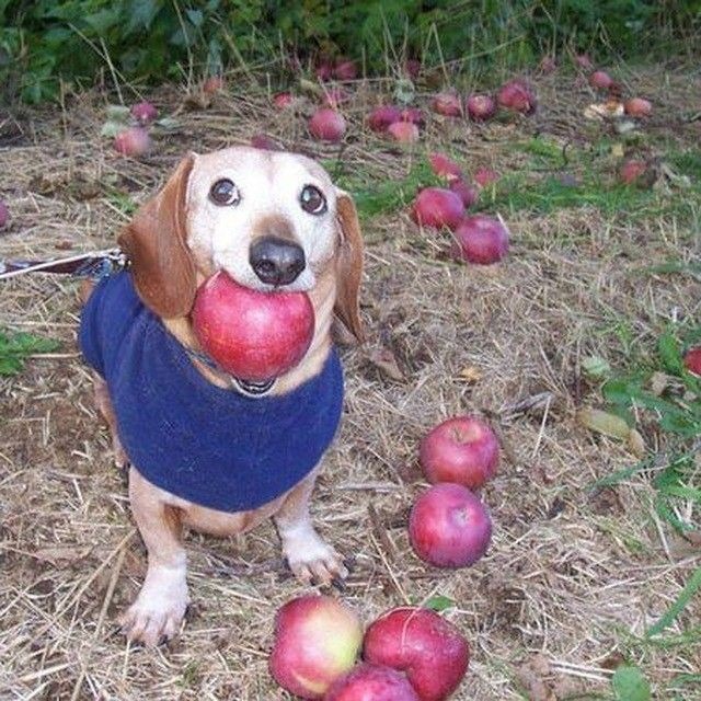Le gustan las manzanas - meme