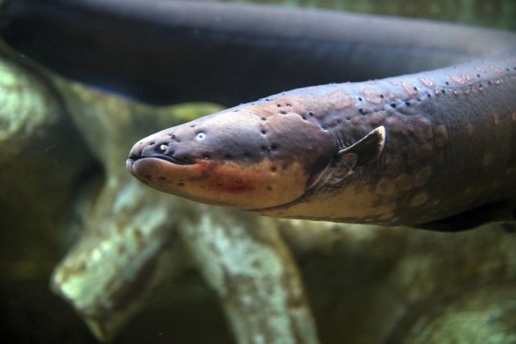 electric eel (they aren’t eels they are knifefish, they are freshwater and can grow up to 2m) - meme