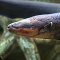 electric eel (they aren’t eels they are knifefish, they are freshwater and can grow up to 2m)