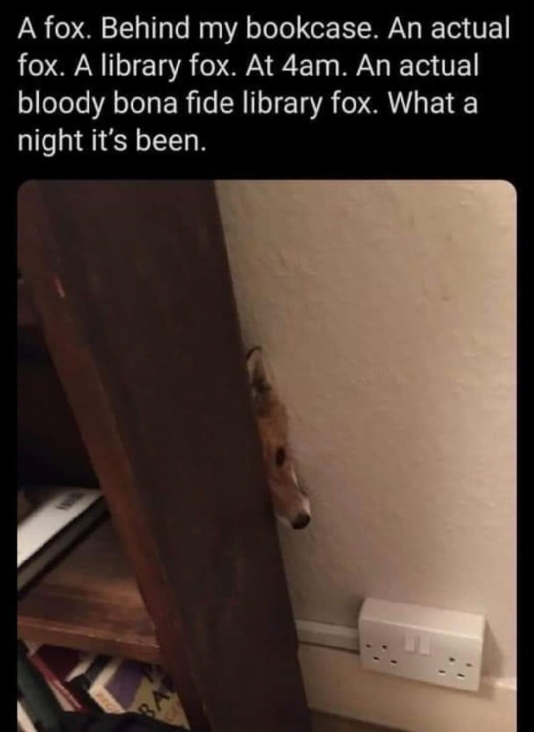Found a fox behind the bookshelf and it had tenure - meme